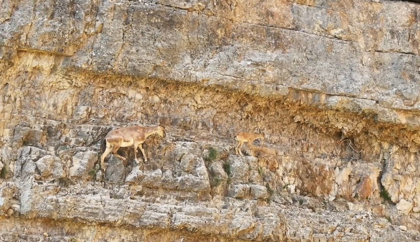 Gümüşhane'de Anne Yaban Keçisi Yavrusuna Tırmanma Eğitimi Kayıtları Yayınlandı