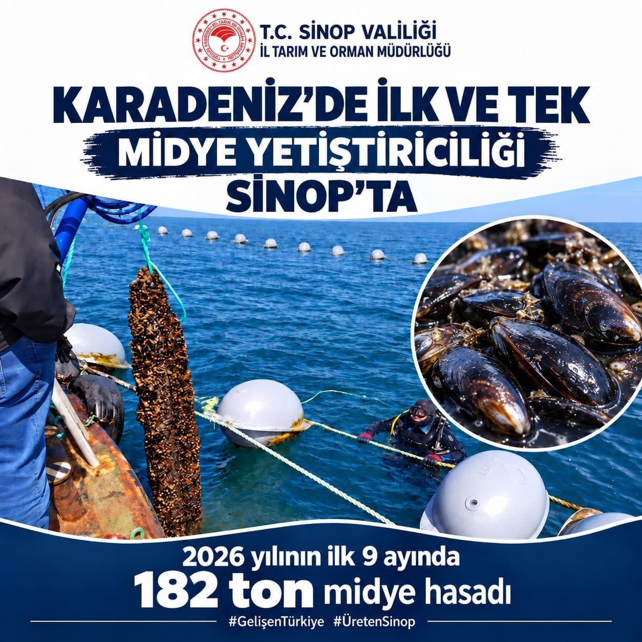 Sinop'ta İlk Dokuz Ayda 182 Ton Midye Hasadı