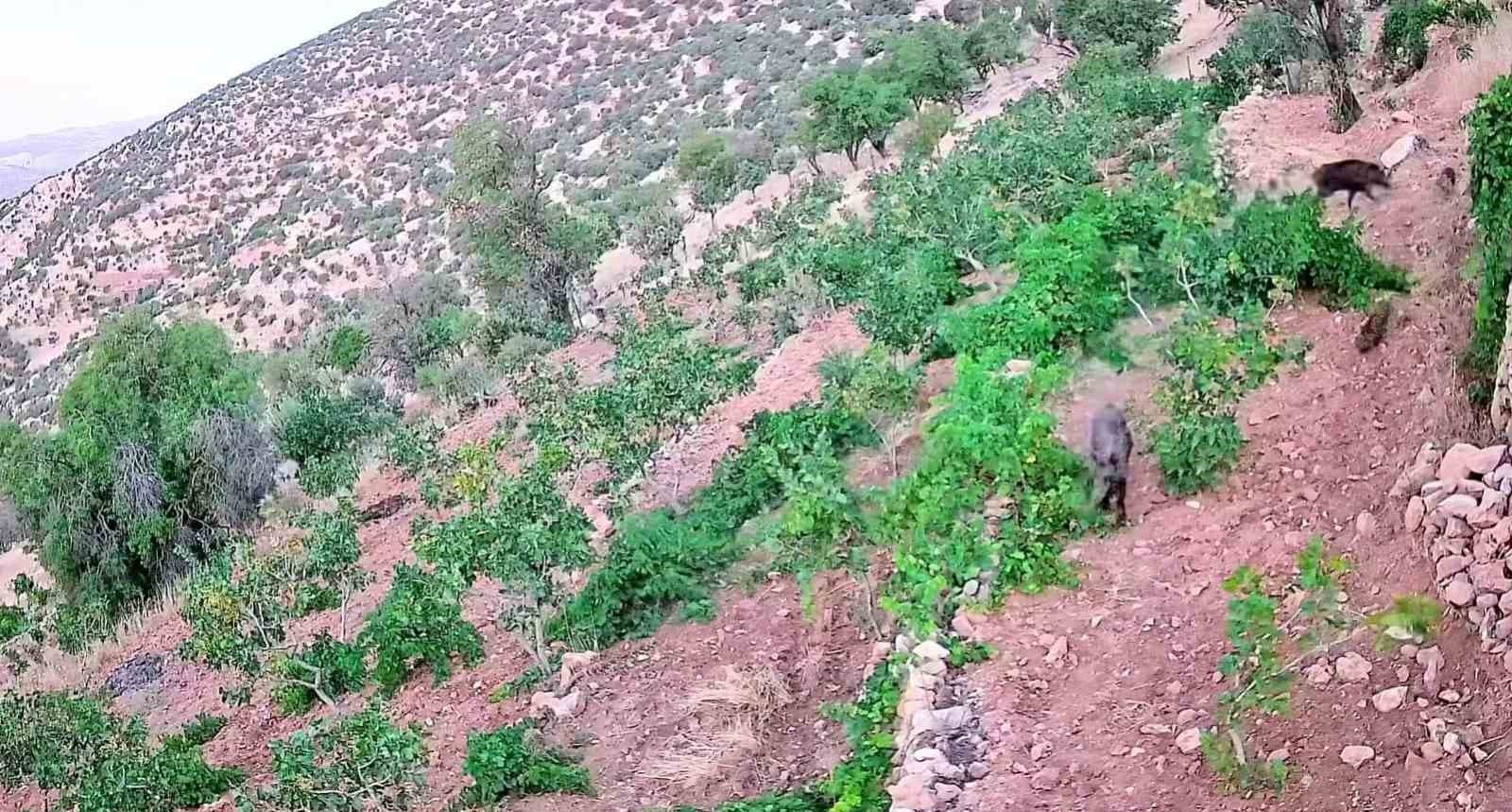 Gercüş'te Domuz Sürüsü Tarım Ürünlerine Zarar Verdi