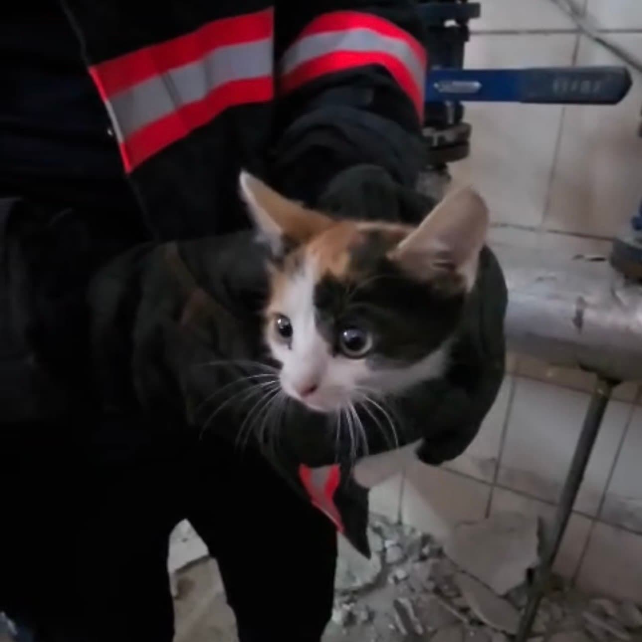 Çankırı'da Havalandırma Boşluğunda Mahsur Kalan Yavru Kedi Kurtarıldı