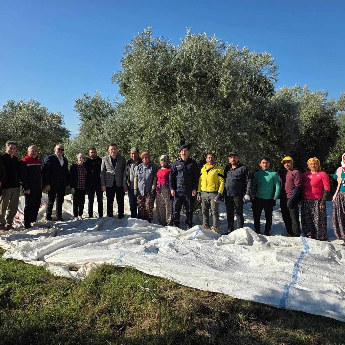 Kuyucak’ta zeytin hasadı devam ediyor