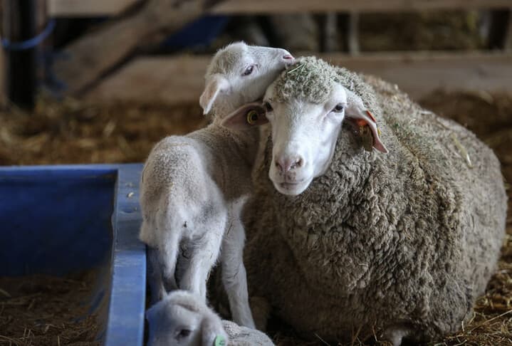 TİGEM 60 Bin Kilogram Merinos Yapağı Satışı Gerçekleştirecek