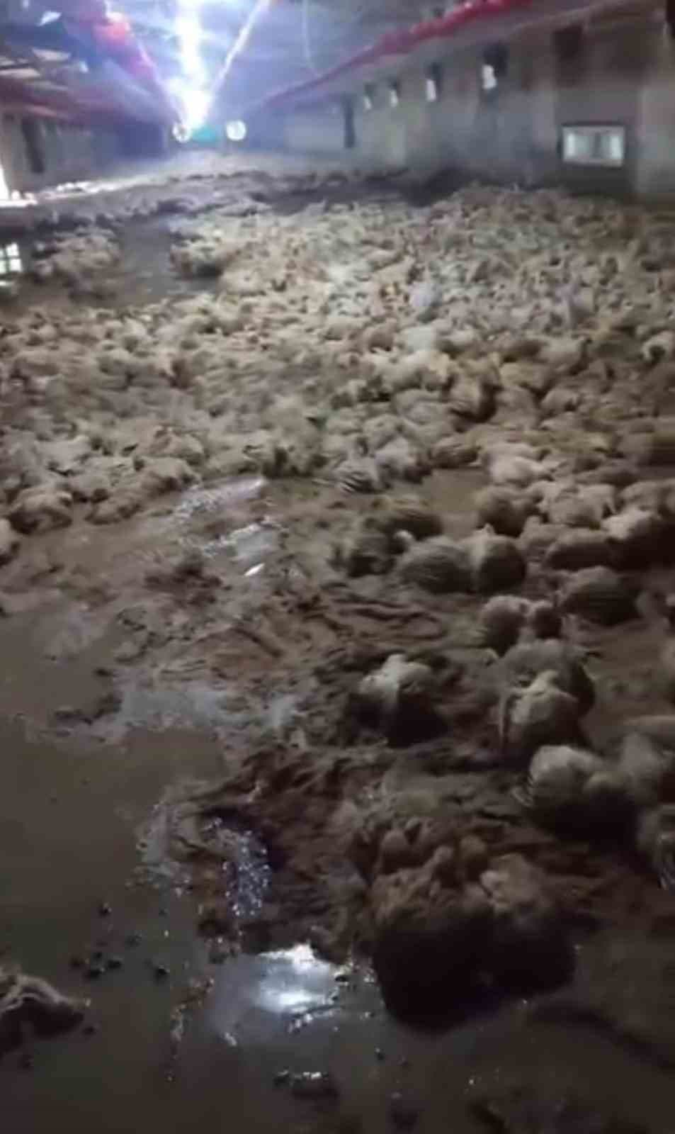 Sakarya'da Yağışlar Nedeniyle Tavuk Kümesi Su Baskını Yaşandı