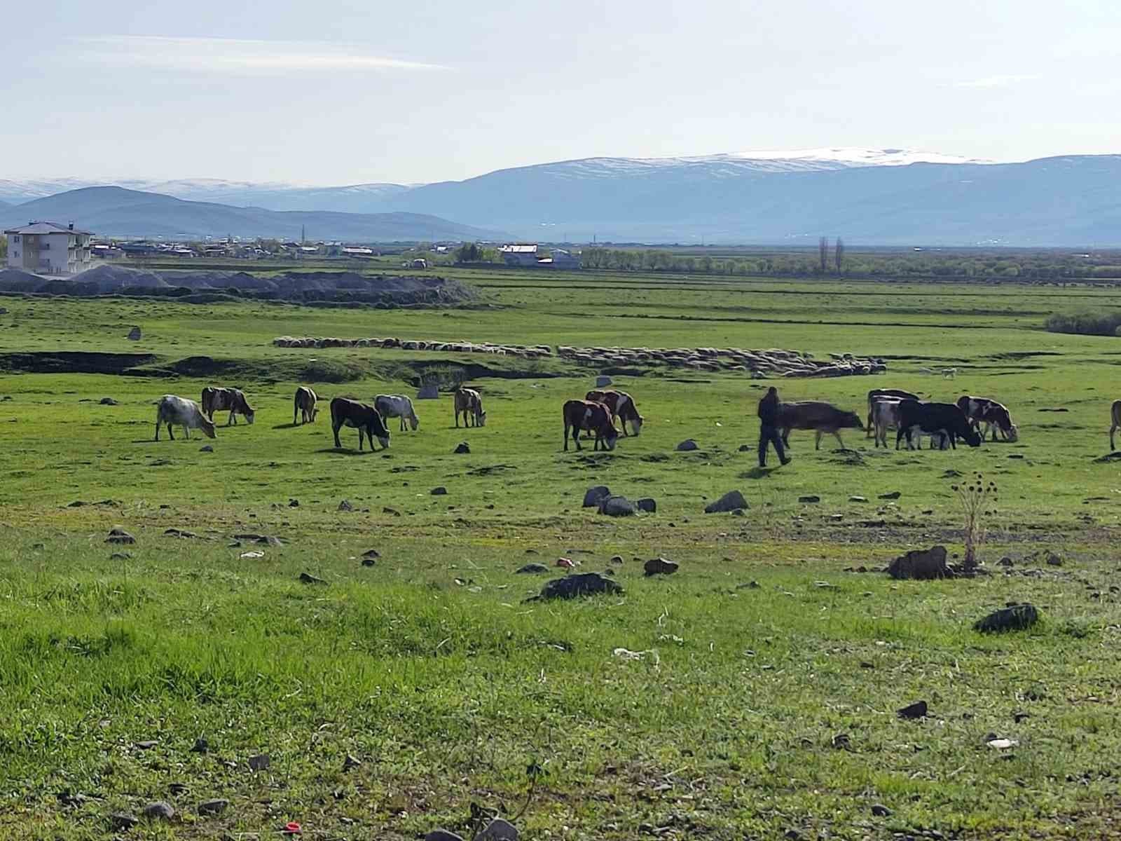 Ardahan'da Kuduz Vakası: İşletme Karantinaya Alındı