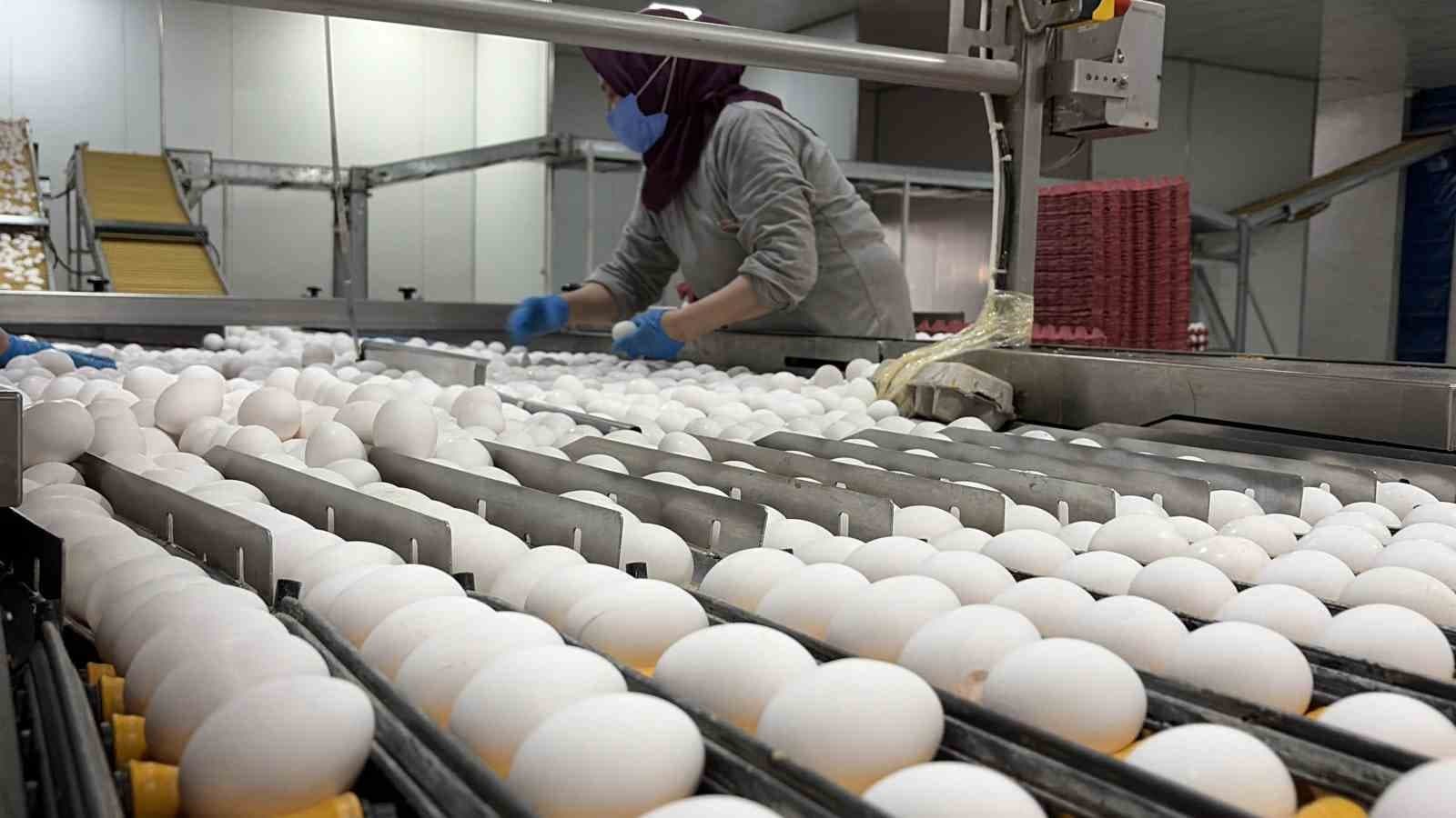 Yumurta Üreticileri Tahıl Koridoru'ndaki Gelişmeleri Bekliyor