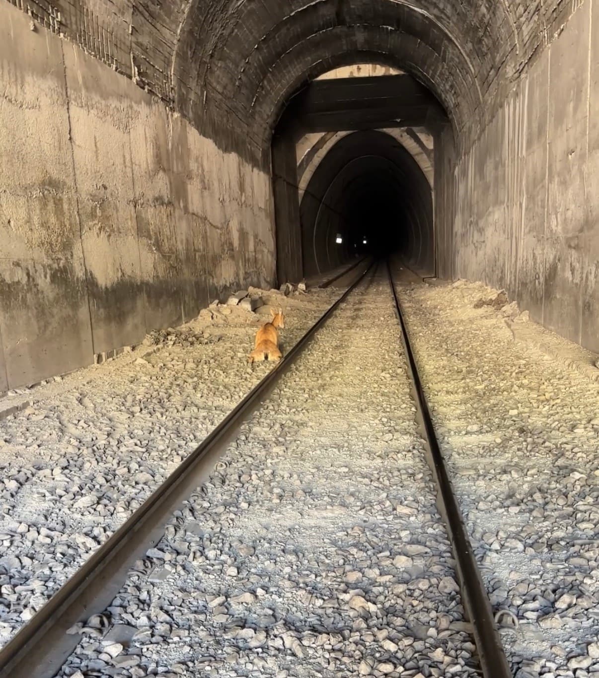 Tren, Tünele Giren Dağ Keçilerine Çarptı