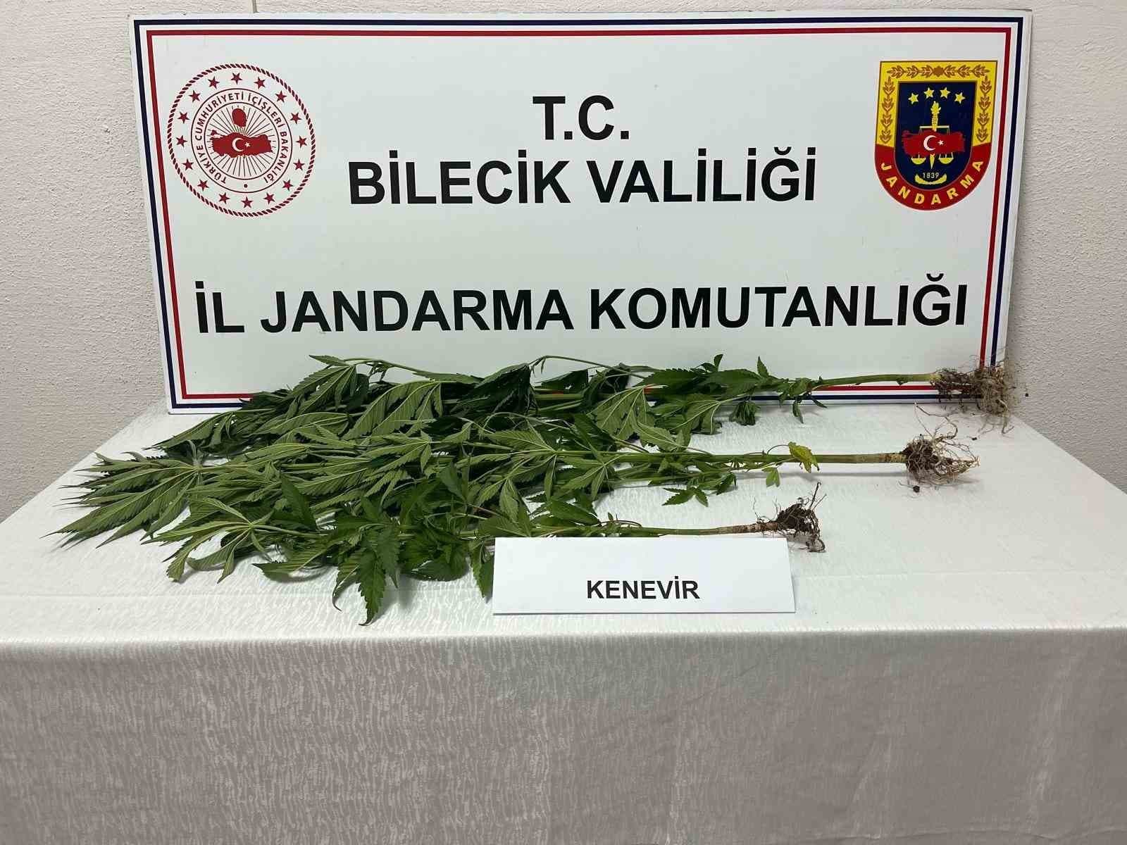 Bilecik'te Yasa Dışı Kenevir Yetiştirme Girişimi Ortaya Çıktı