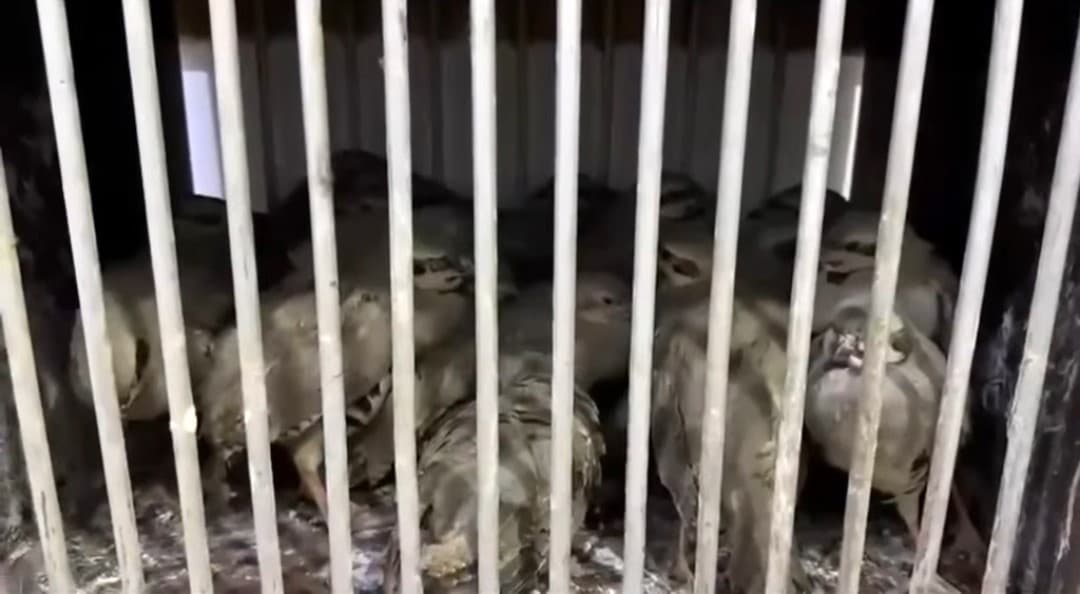 Van'da Kafes Avcılığı Operasyonu: İki Kişiye Toplamda 211 Bin TL Ceza Kesildi, 27 Keklik Ele Geçirildi