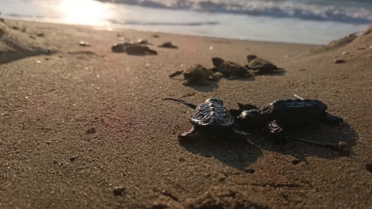 Sel Sularının Altındaki Yuva: Kuşadası'ndan 67 Caretta Caretta Yavrusu Çıktı