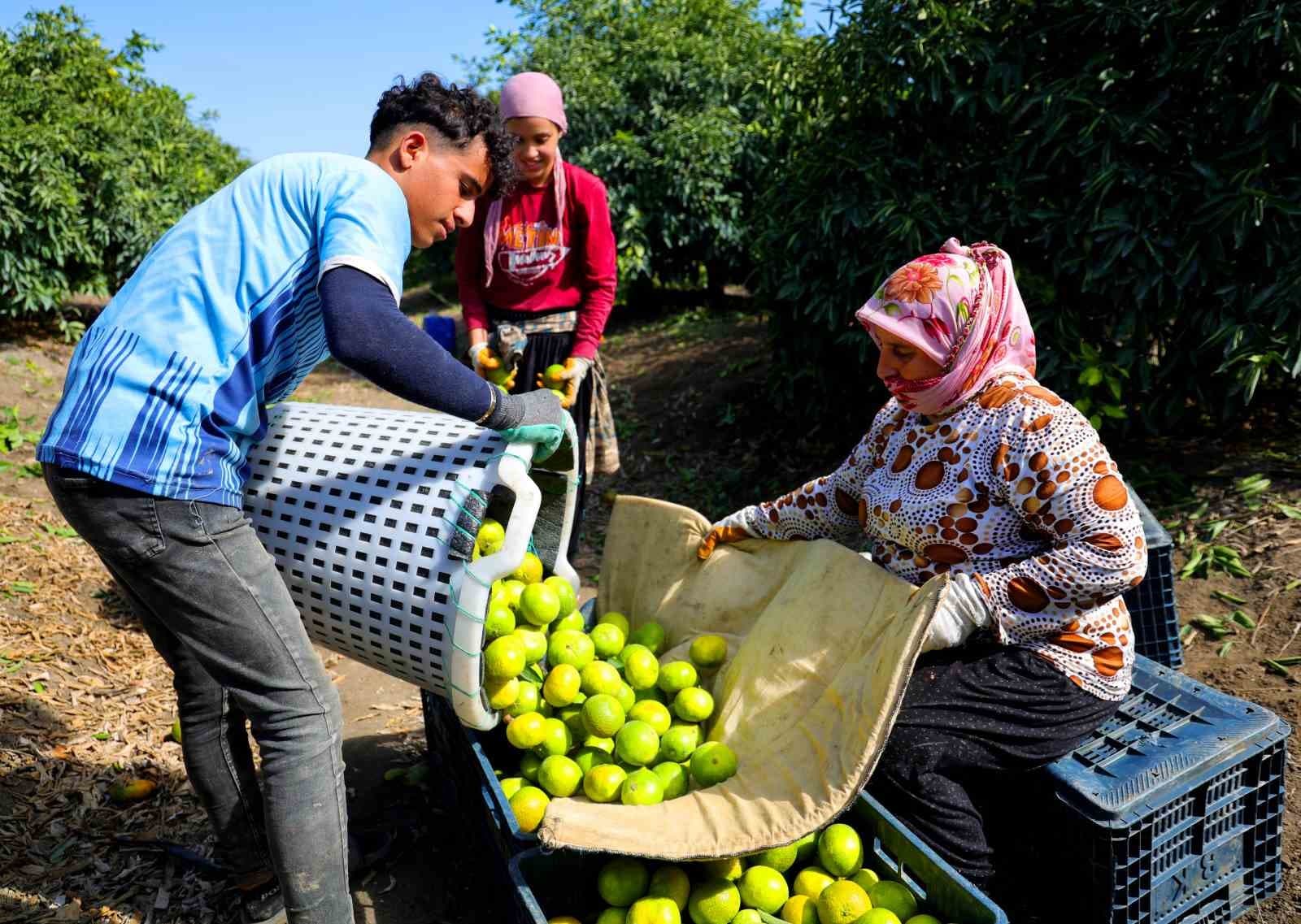 Adana'da Mandalina Hasadı Başladı: Kilogramı Dalında 8-10 Lira Arasında Alıcı Buluyor