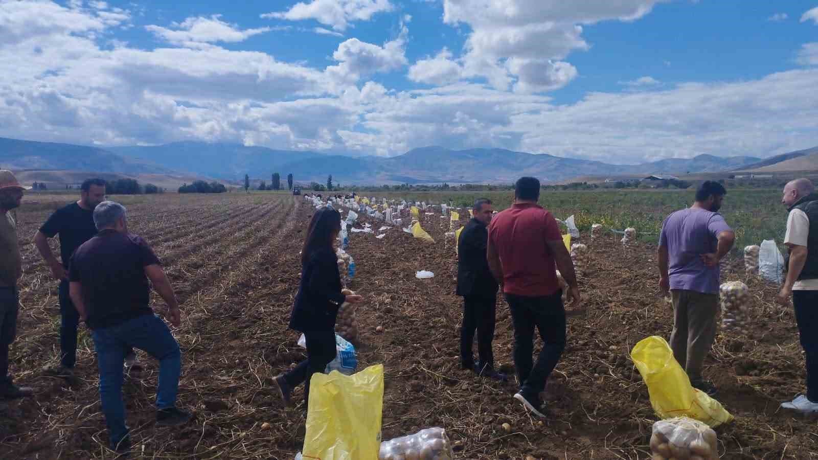Tercan'da Patates Hasadı Resmen Başladı