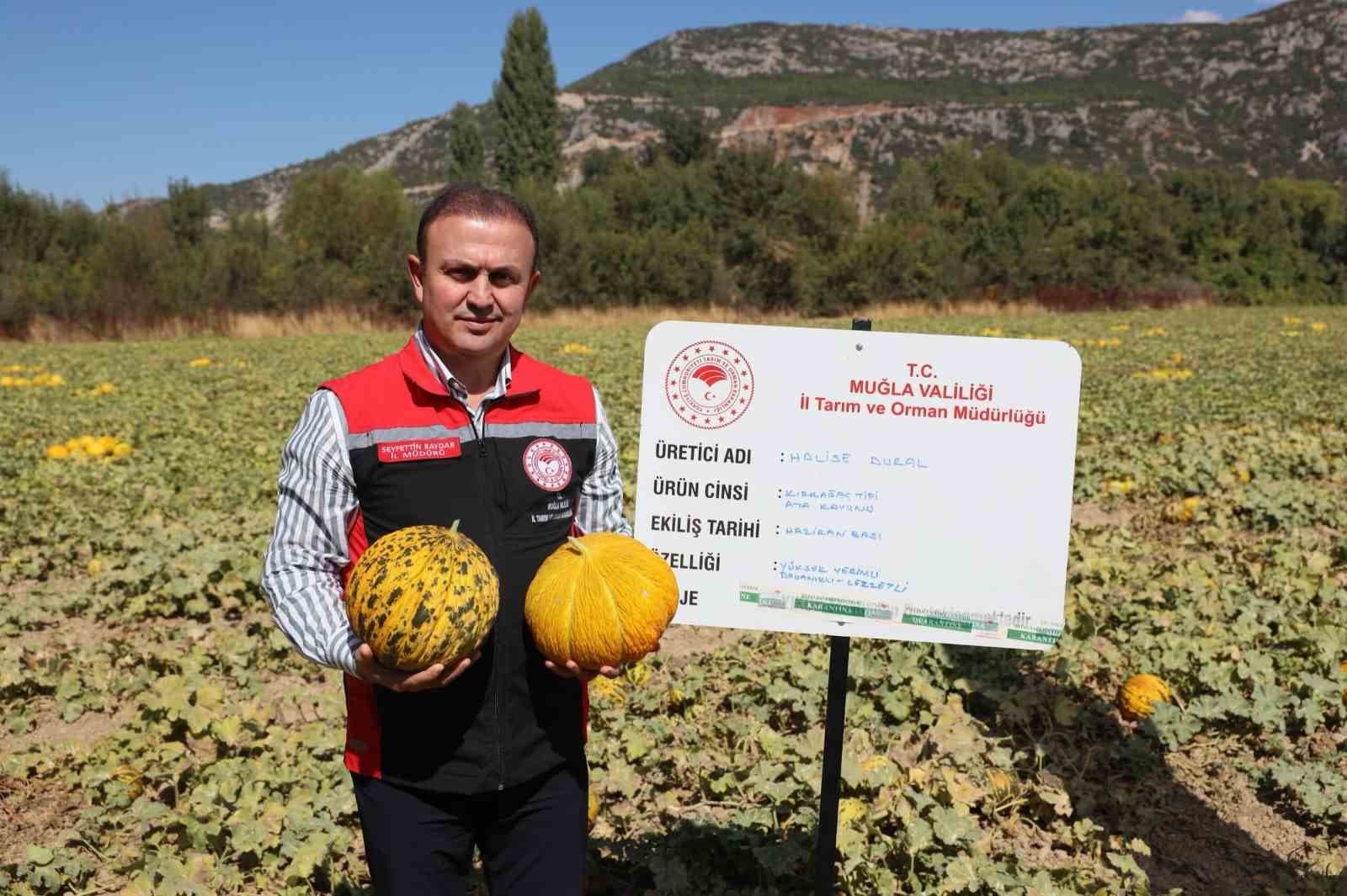 Menteşe'de Geleneksel Tarım Ürünleri Toplandı: Yayla Kavunu ve Ata Sebzeleri Hasadı Gerçekleşti